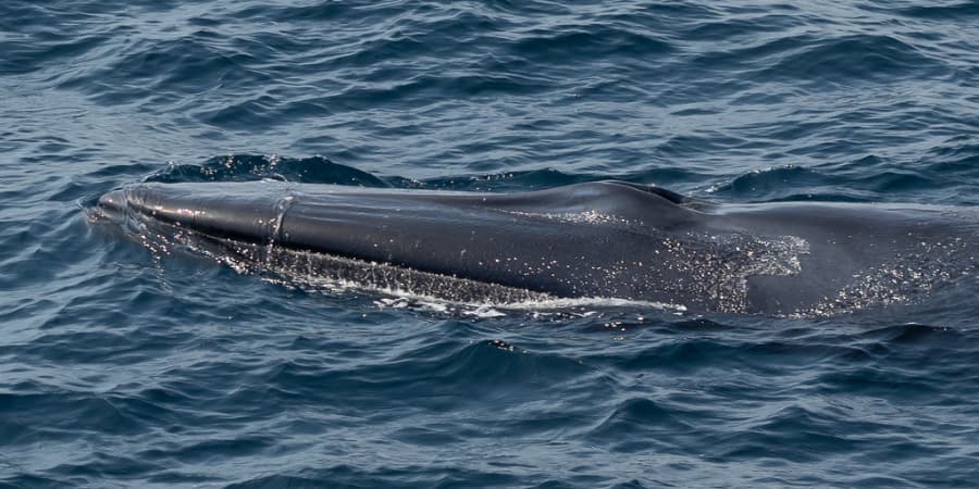 datos sobre ballena omura
