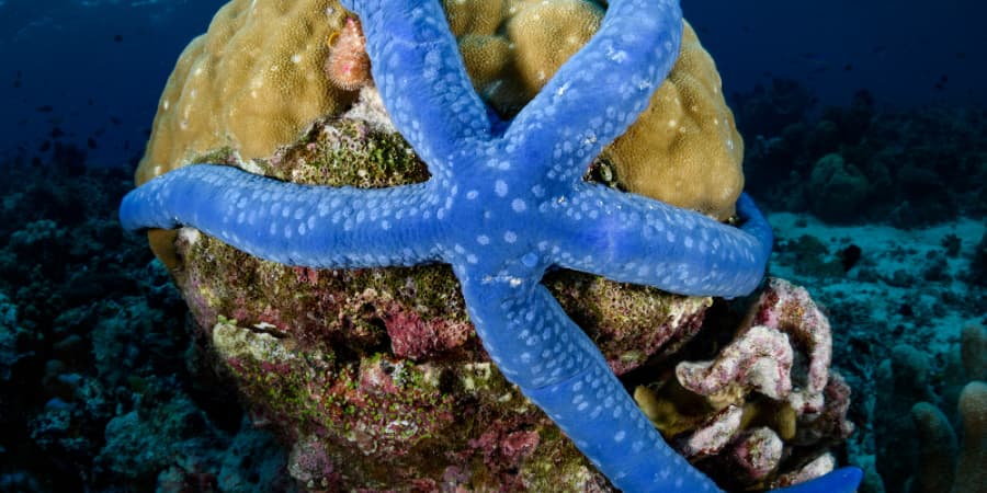 curiosidades estrellas de mar