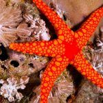 guia estrella de mar