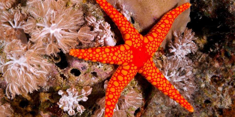 guia estrella de mar