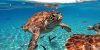 guia tortuga marina