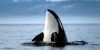 orcas informacion