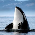 orcas informacion